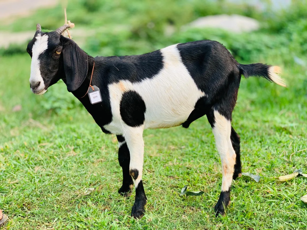 দেশী  ছাগল (24.6KG)  